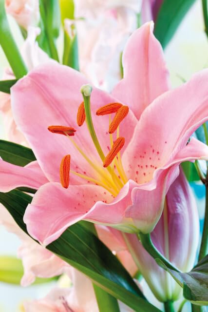 Amazon | 【再入荷】 はなみどり ユリ豪華オリエンタル ピンク系